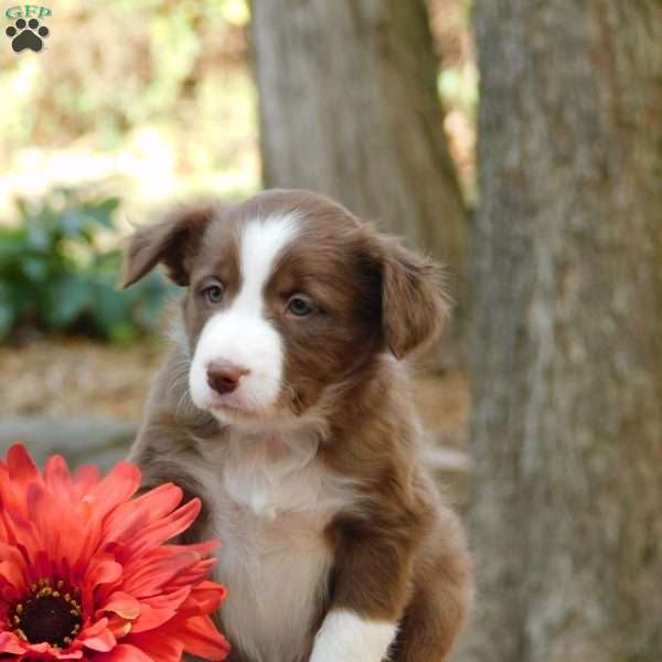 Casper, Border Collie Puppy